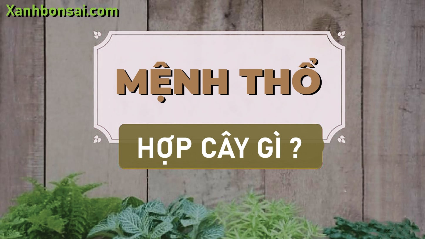 Mệnh Thổ thích Hợp trồng Loại cây Nào? - Xanh Bonsai