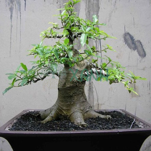 Cây sung gốc to bonsai từ các nghệ nhân